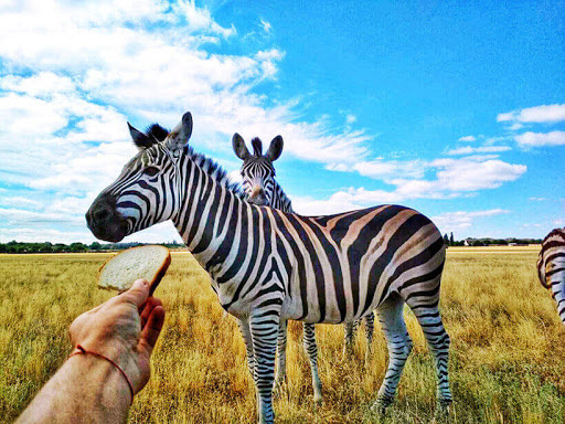 Асканія-Нова – справжня степова перлина