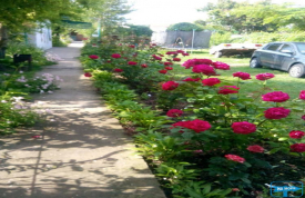 ЧАСТНЫЙ СЕКТОР "ФЛОРА"