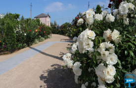 Частный пансионат «Torus»