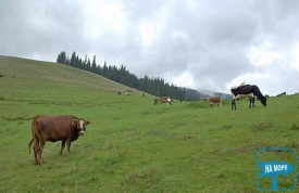 «Полонина Дил»