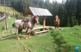 Кінні прогулянки у Ворохті