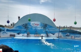 Дельфінарій "ОСКАР"(Кирилівка)